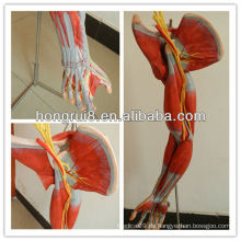 ISO Vivid Anatomisches Modell der Armmuskeln mit Hauptgefäßen und Nerven